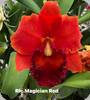 Rlc. Magician Red